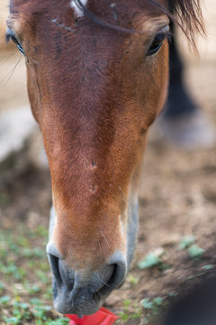 Portrait of a horse close up. Photographed on the ranch.