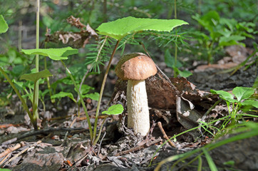 Boletus. Leccinum. Orange-cap boletus. Leccinum aurantiacum