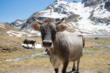 Fototapeta na wymiar Kühe auf einer Alm in Südtirol mit Bergen und Schnee im Hintergrund