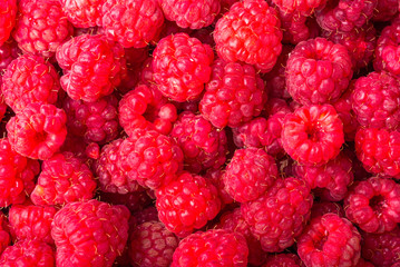 Many berries of ripe raspberry close up. Macro photo of raspberry, red berry background