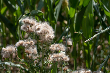 Pusteblume