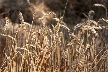 Fototapeta premium Korn