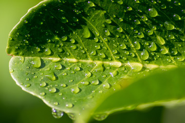 Erfrischender Sommerregen mit schönen Regentropfen auf einem grünen Blatt zeigt die Erfrischung und Abkühlung im Sommer und die Quelle des Lebens