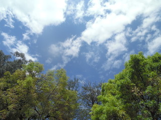 Fototapeta na wymiar White clouds in a blue sky with green leaves