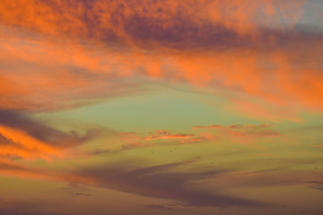 Three tiny seabirds and the eye on the sky