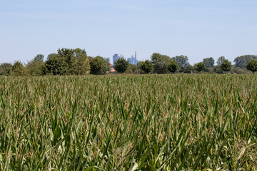 Maisfeld mit Blick auf die Skyline
