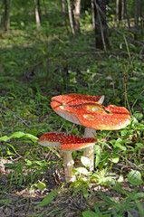 Amanita. Amanita muscaria. Poisonous mushroom