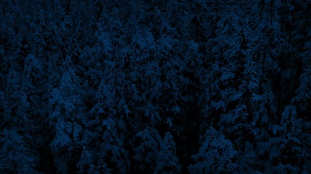 Flying Over Snow Covered Forest At Night