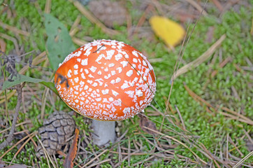 Amanita. Amanita muscaria. Poisonous mushroom
