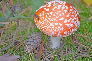 Amanita. Amanita muscaria. Poisonous mushroom