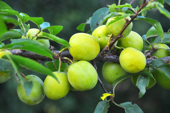 On the branch ripen yellow berries of plums