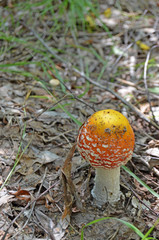 Amanita. Amanita muscaria. Poisonous mushroom