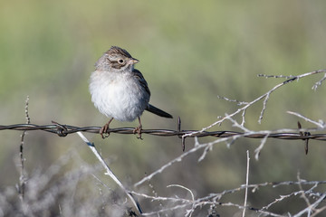 White-Crowned Sparrow Perched on a Barbed Wire Fence