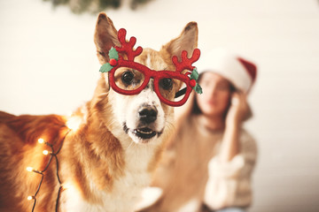 Cute golden dog in festive reindeer glasses with antlers looking with funny emotions in christmas lights on background of smiling girl in santa hat. Merry Christmas. Happy Holidays