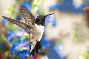 Black-Chinned Hummingbird Searching for Nectar in the Flower Garden