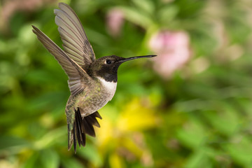 Fototapeta premium Black-Chinned Hummingbird Searching for Nectar in the Green Garden