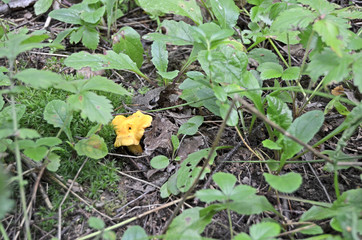 Cantharellus cibarius. Сhanterelles. Edible mushrooms. Tasty Chanterelles in the forest