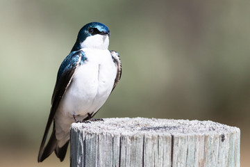 Spunky Little Tree Swallow Perched atop a Weathered Wooden Post