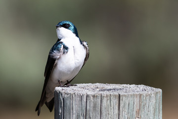 Spunky Little Tree Swallow Perched atop a Weathered Wooden Post