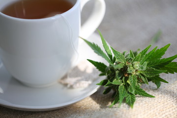 hemp tea .  medical cannabis leaf