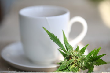 hemp tea .  medical cannabis leaf