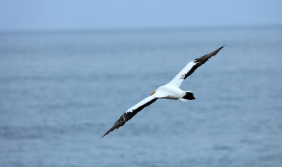 Tölpel in Australien