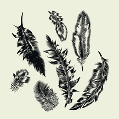 Vector feather types collection