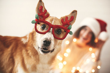 Cute golden dog in festive reindeer glasses with antlers looking with funny emotions on background of smiling girl in santa hat and christmas lights. Merry Christmas. Happy Holidays.