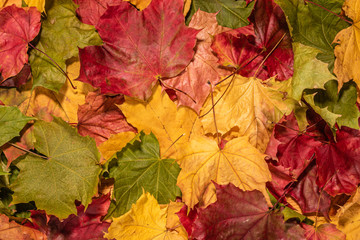 Colourful maple leaves background