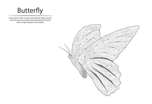 Abstract image Butterfly in the form of lines and dots, consisting of triangles and geometric shapes. Low poly vector background.
