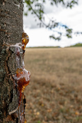 Impressionen vom Kronsberg