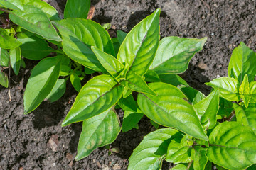 Fresh organic green basil growing in the garden. Top view of a variety of fresh green basil leaves. natural products