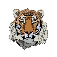 Tiger head detailed hand drwn illustration isolated on white background
