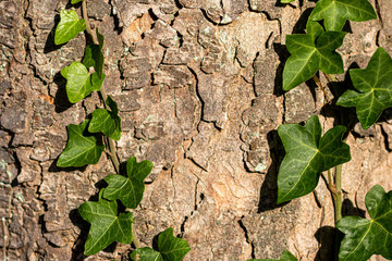 Grüne Efeuranken mit intensiv grünen Blättern wachsen an einem Baum hinauf