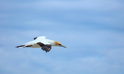 Tölpel in Australien