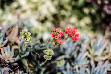 red delicate flowers of succulent plant