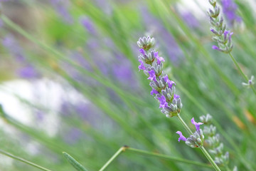 Obraz premium Purple Lavender flowers on green nature blurred background in sunny day. Lilac Lavandula for herbal medicine. Copy space