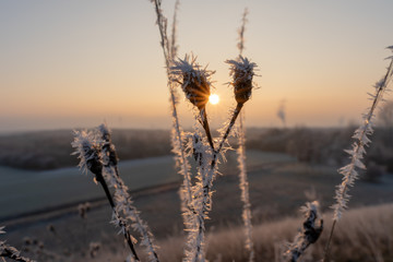 Gefrorene Pflanzen im Winter am Kronsberg (Hannover)