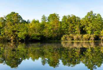 Fototapeta na wymiar Green Trees Reflecting in Lake