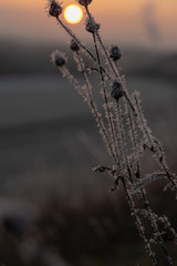 Gefrorene Pflanzen im Winter am Kronsberg (Hannover)