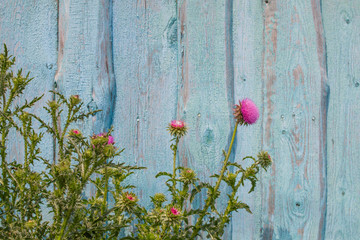 Fototapeta na wymiar Flowering burdock on the background of the old shabby wooden blue fence