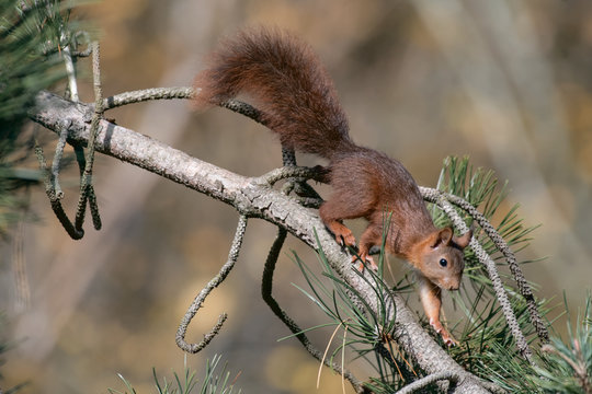 ecureil animaux pin