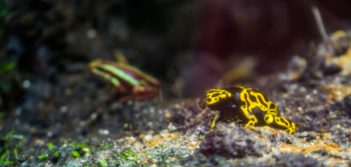 Closeup of a yellow bumblebee poison dart frog, popular amphibian specie from the rainforest of America