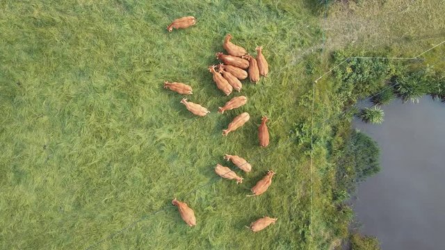 vaches vu d'en haut - corr&egrave;ze