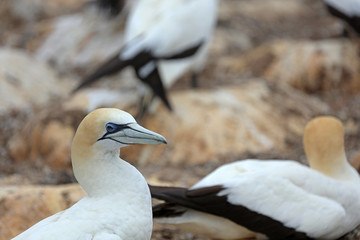 Tölpel in Australien
