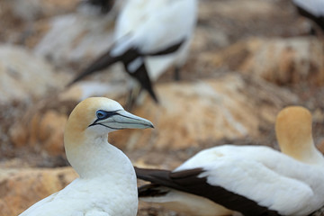 Tölpel in Australien