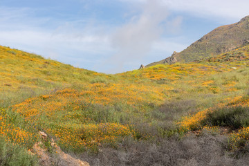 Scenic spring landscape of bright orange vibrant vivid golden California poppies, seasonal native plant set against clouds and sky