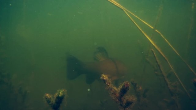 Trench fish (Tinca tinca) swims in the murky green pond