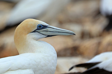 Tölpel in Australien