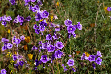 Bright purple violet blue vibrant vivid golden Canterbury Bells, seasonal spring native plant, wildflowers in bloom © Mary